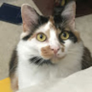 Meet your Posher, Chase